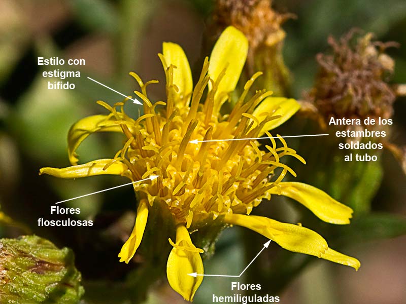Partes de la inflorescencia de la Olivarda (Dittrichia viscosa)