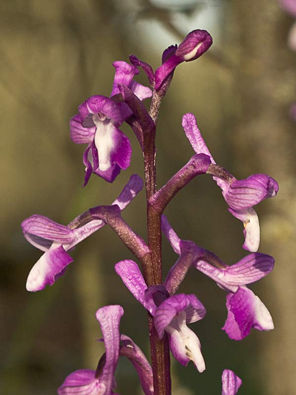 Orquídea de flores laxas (Anacamptis laxiflora)