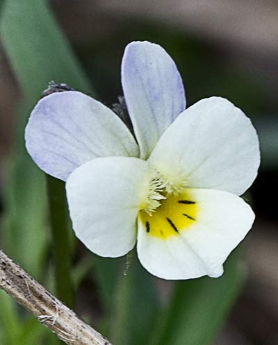 Flor del Pensamiento silvestre. Viola arvensis