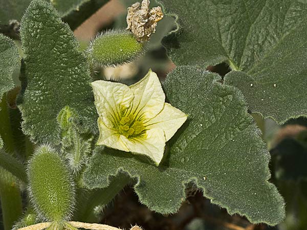Flor y fruto del pepinillo loco (Ecballium elaterium)