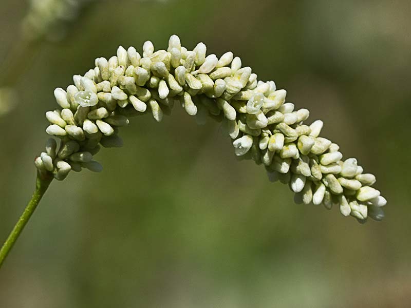 Inflorescencia de Persicaria (Polygonum persicaria)
