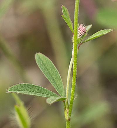 Trifolium arvense. Pie de liebre