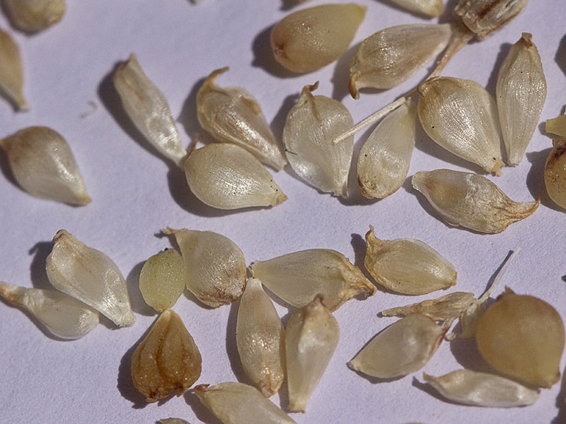 Semillas de Trifolium arvense. Pie de liebre