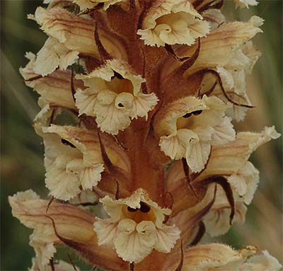Flores del pijo lobo (Orobanche amethystea)