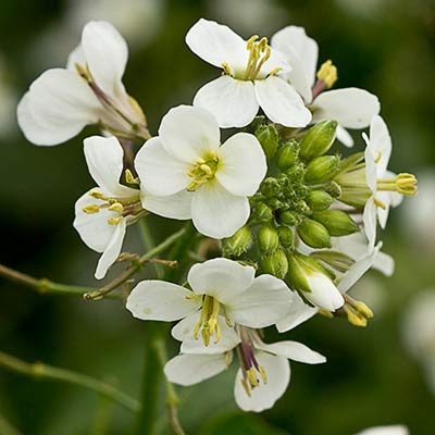 Racimo de flores del rabanillo blanco
