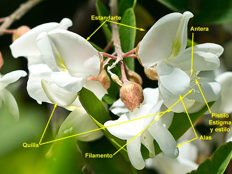 Partes de la flor de la Robinia pseudoacacia