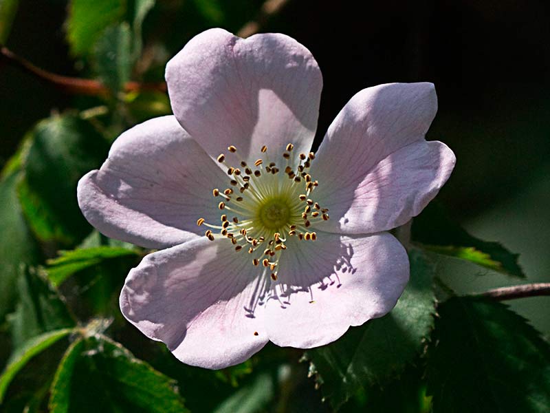 Flor del tapaculos, Rosa Canina