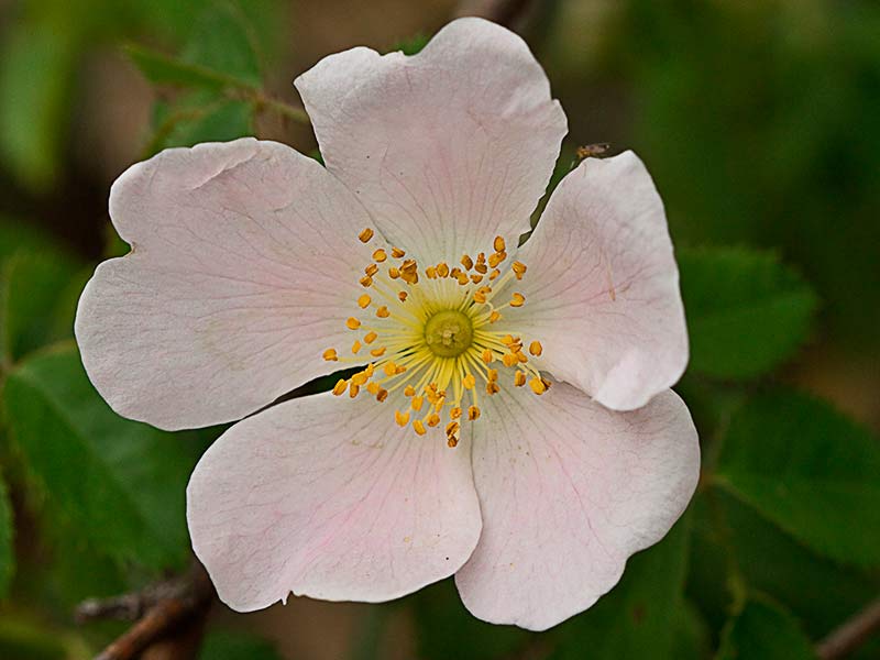 Flor del Escaramujo (Rosa canaina)