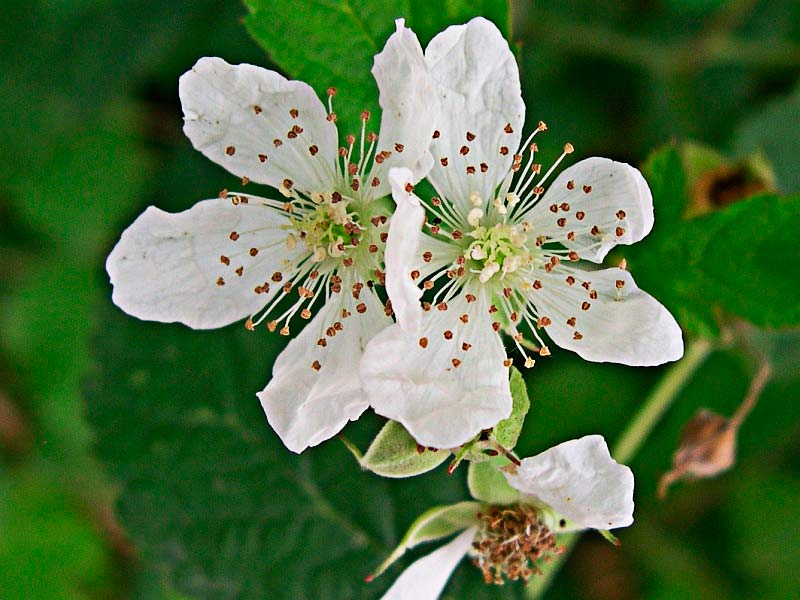 Flor de la zarza cana o parrilla (Rubus caesius) 