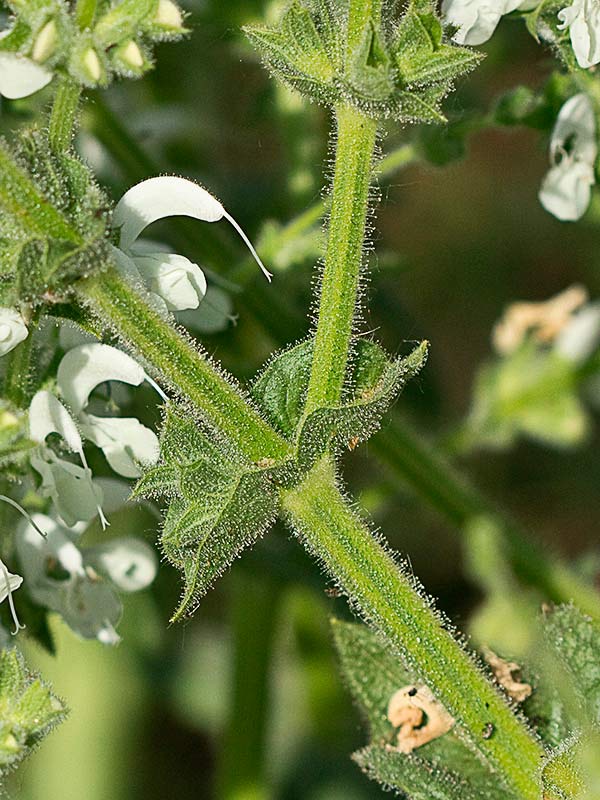Tallo y cáliz de Salvia blanca (Salvia argentea)