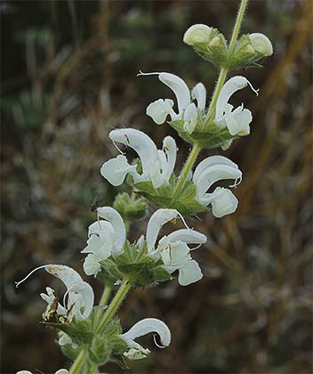 Salvia blanca tallo (Salvia argentea)