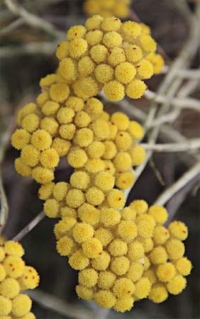 Inflorescencias de Helichrysum Stoechas