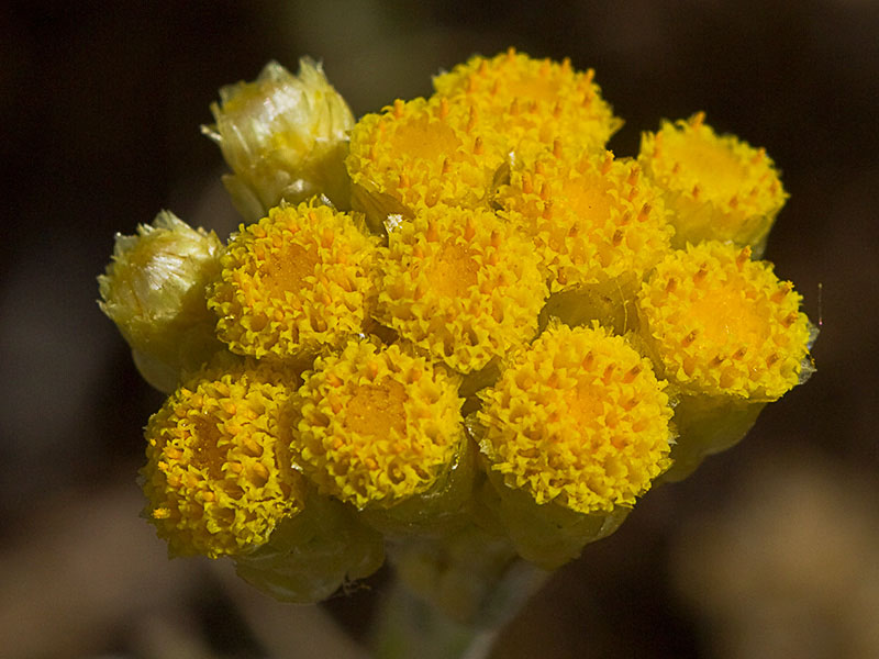 Inflorescencia de perpetua amarilla, siempreviva o manzanilla bastarda (Helichrysum stoechas) 
