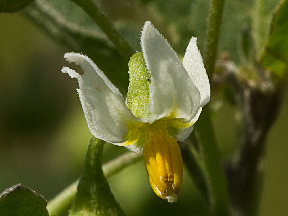Flor del tomatillo, Solanum nigrum