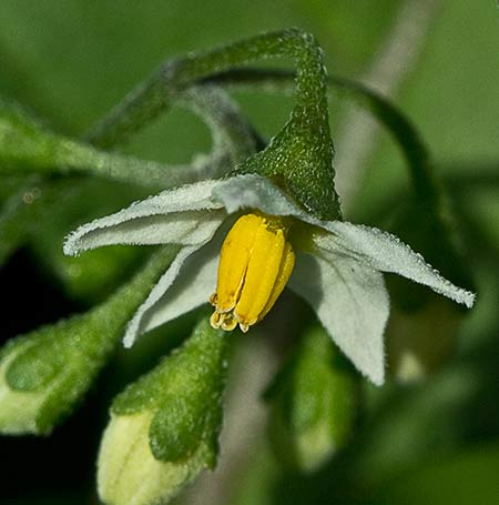 Flor del tomatillo (Solanum nigrum)