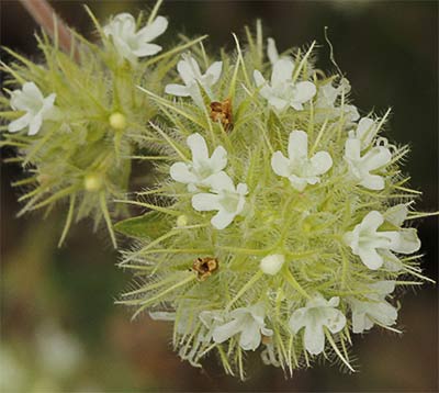 Inflorescencia del tomillo blanco (Thymus mastichina)