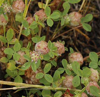 Trébol siempreviva (Trifolium tomentosum)