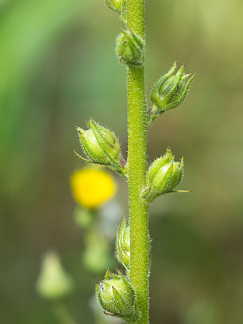 Tallo del Verbascum virgatum (Verbasco)