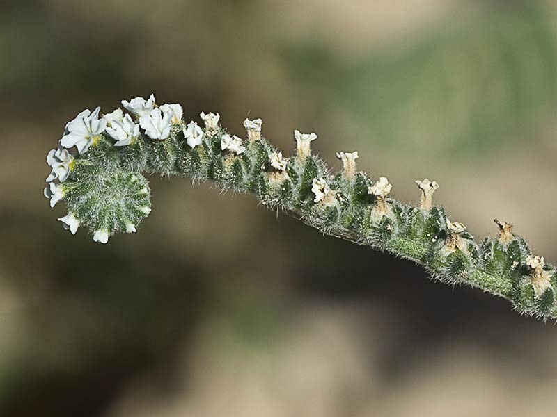 Verrucaria (Heliotropium europaeum)