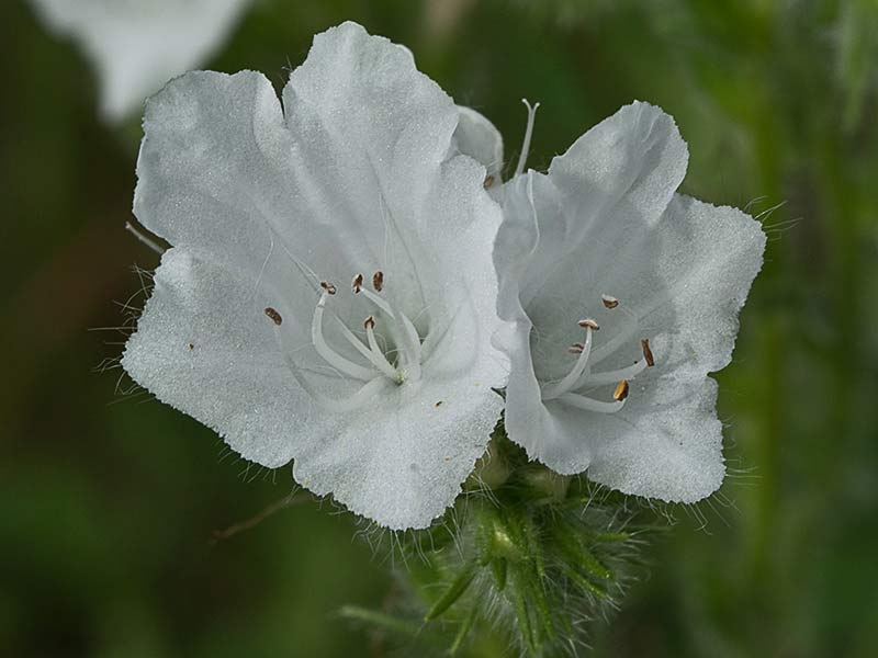 Viborera blanca (Echium plantagineum) 