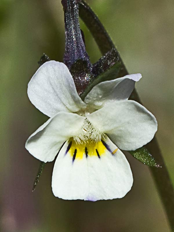 Violeta enana (Viola kitaibeliana)