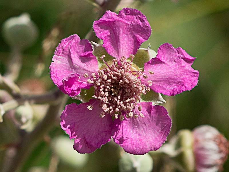 Flor rosácea de zarzamora (Rubus ulmifolius)