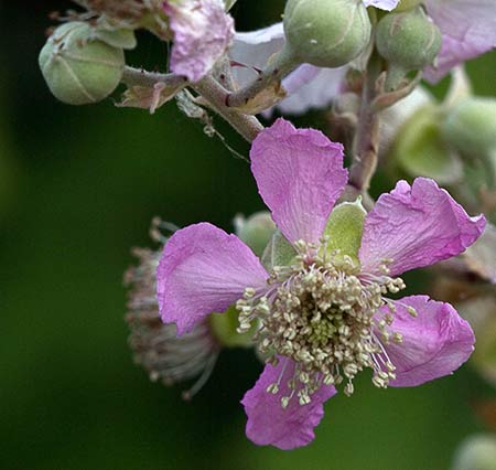 Flores de zarzamora silvestre (Rubus ulmifolius)