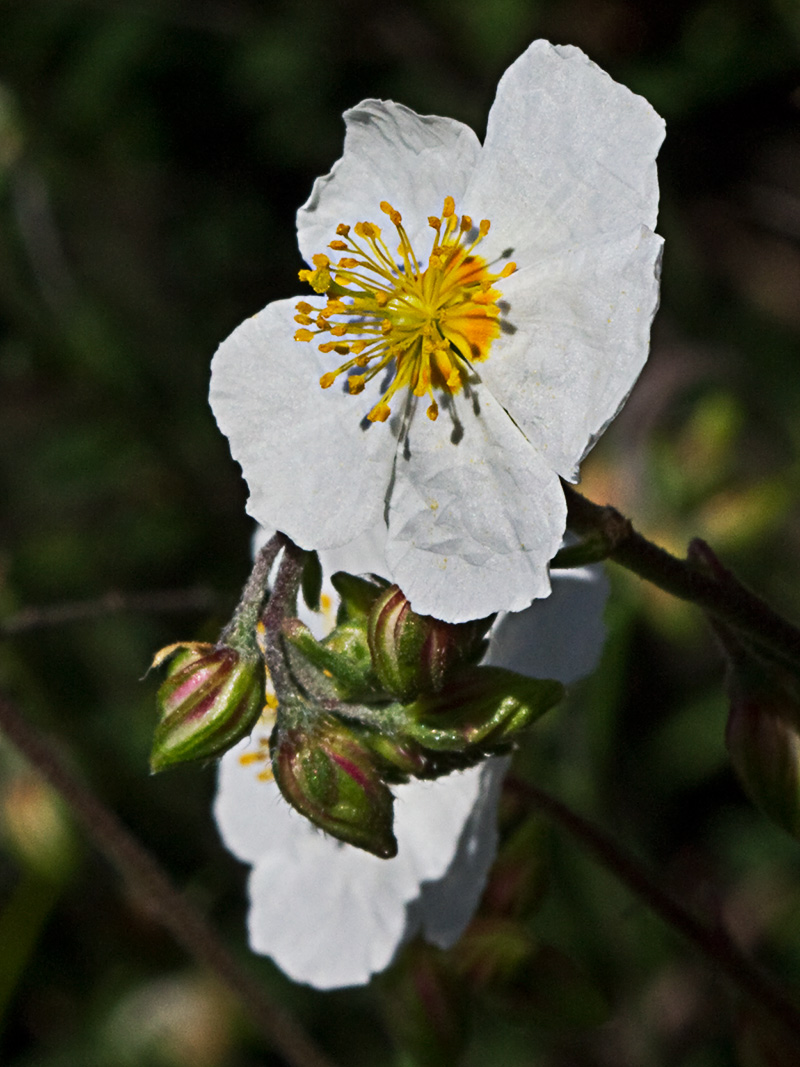 Perdiguera (Helianthemum apenninum)