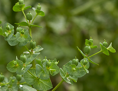 Rama de la lecherula (Euphorbia helioscopia)