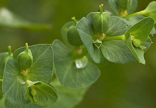 Lecherula (Euphorbia helioscopia)