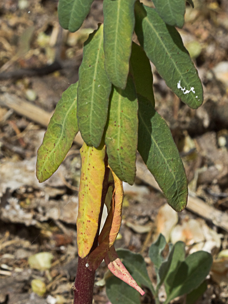 Lecherula (Euphorbia helioscopia)