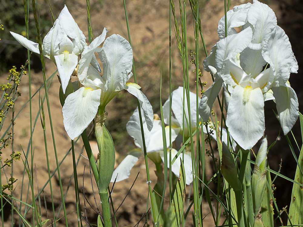 Mata del lirio blanco (Iris albicans)