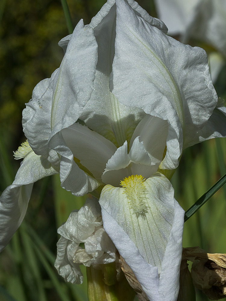 Lirio blanco (Iris albicans)