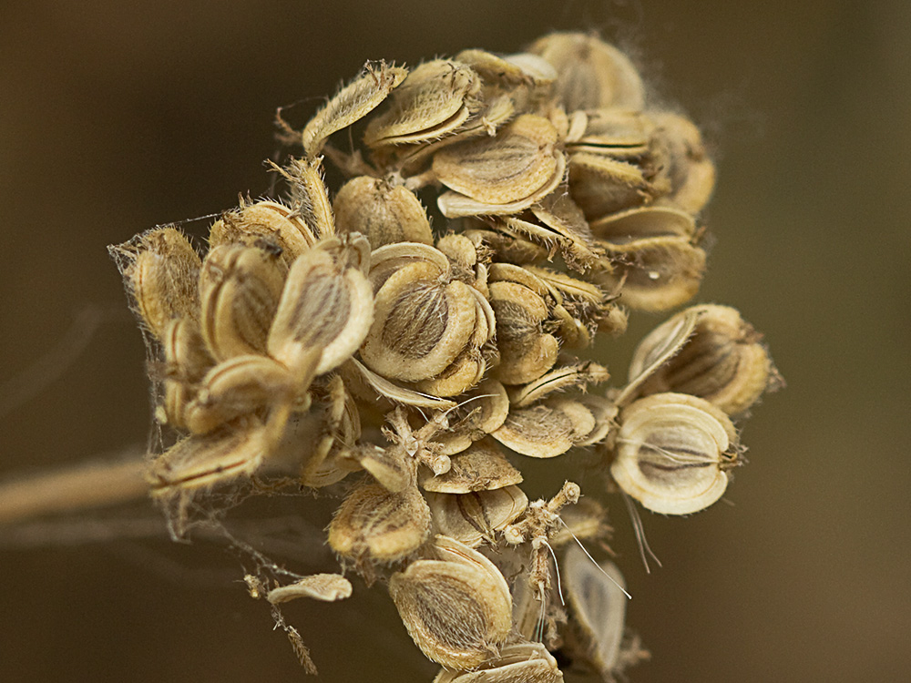 frutos secos del Mastuerzos (Tordylium máximum)