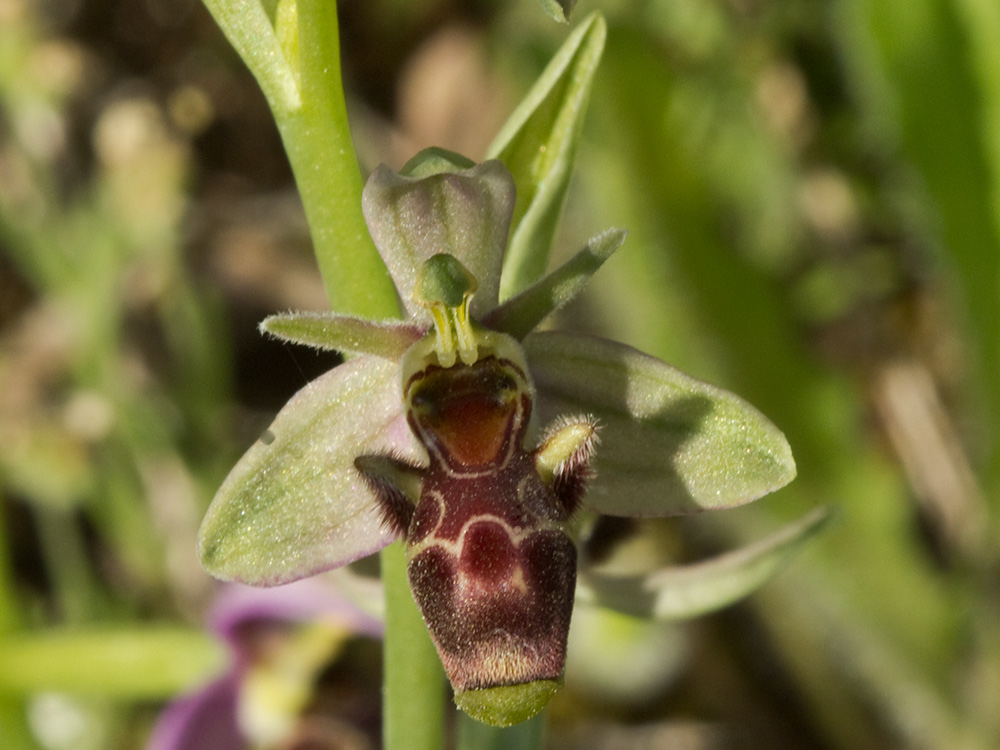 Orquídea perdiz (Ophrys scolopax)
