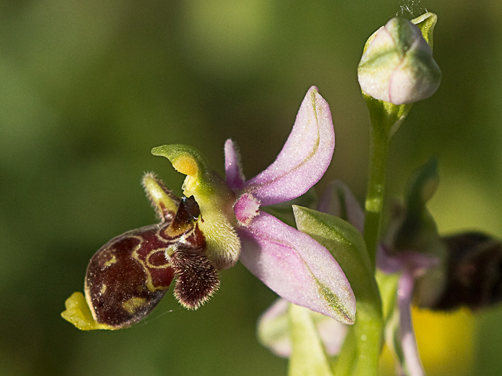 Orquídea perdiz (Ophrys scolopax)