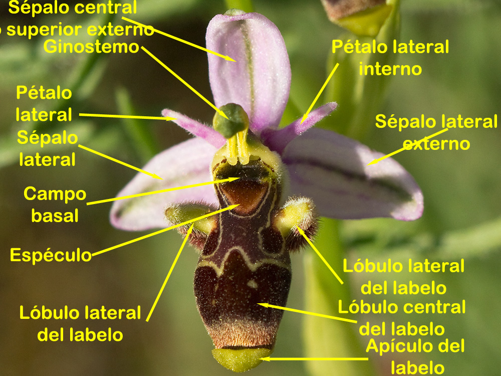 Parte o estructura de la flor de la Orquídea perdiz (Ophrys scolopax)