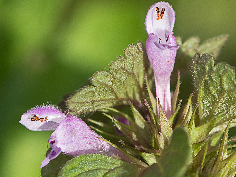 Ortiga híbrida (Lamium hybridum)
