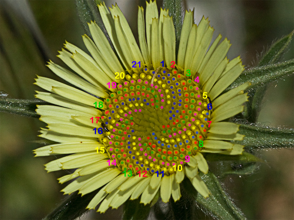 Espirales de los flósculos en sentido levógiro de la flor de la estrellada espinosa (Pallenis spinosa)