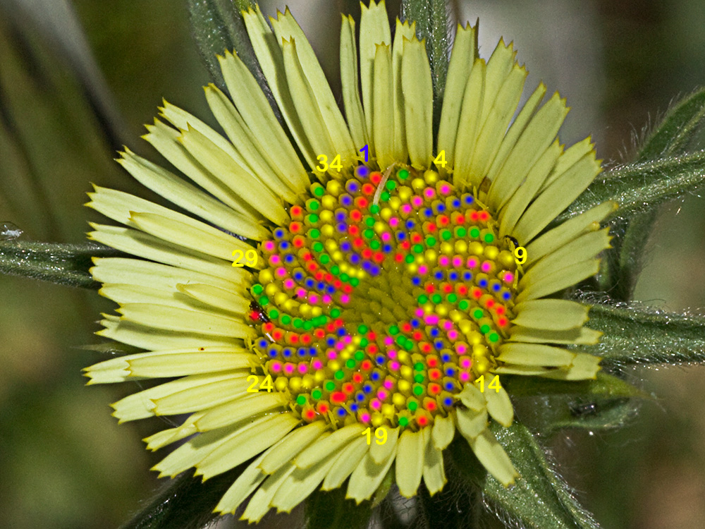 Espirales de los flósculos en sentido dextrógiro de la flor de la estrellada espinosa (Pallenis spinosa)