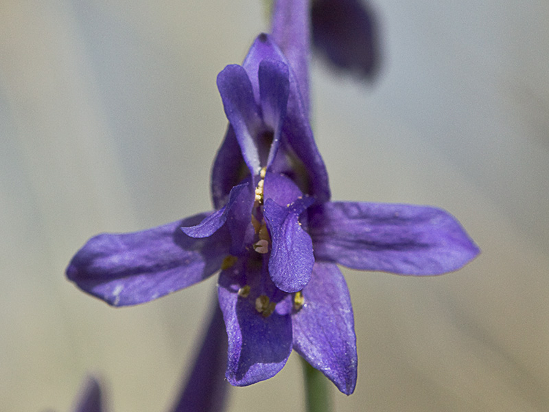 Flores de los piecicos azules (Delphinium halteratum)
