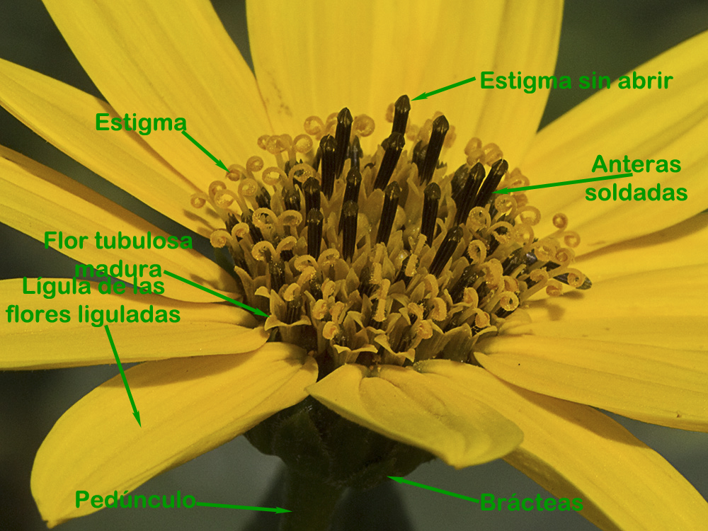 Pirula amarilla, crisantemo amarillo (Helianthus × laetiflorus)