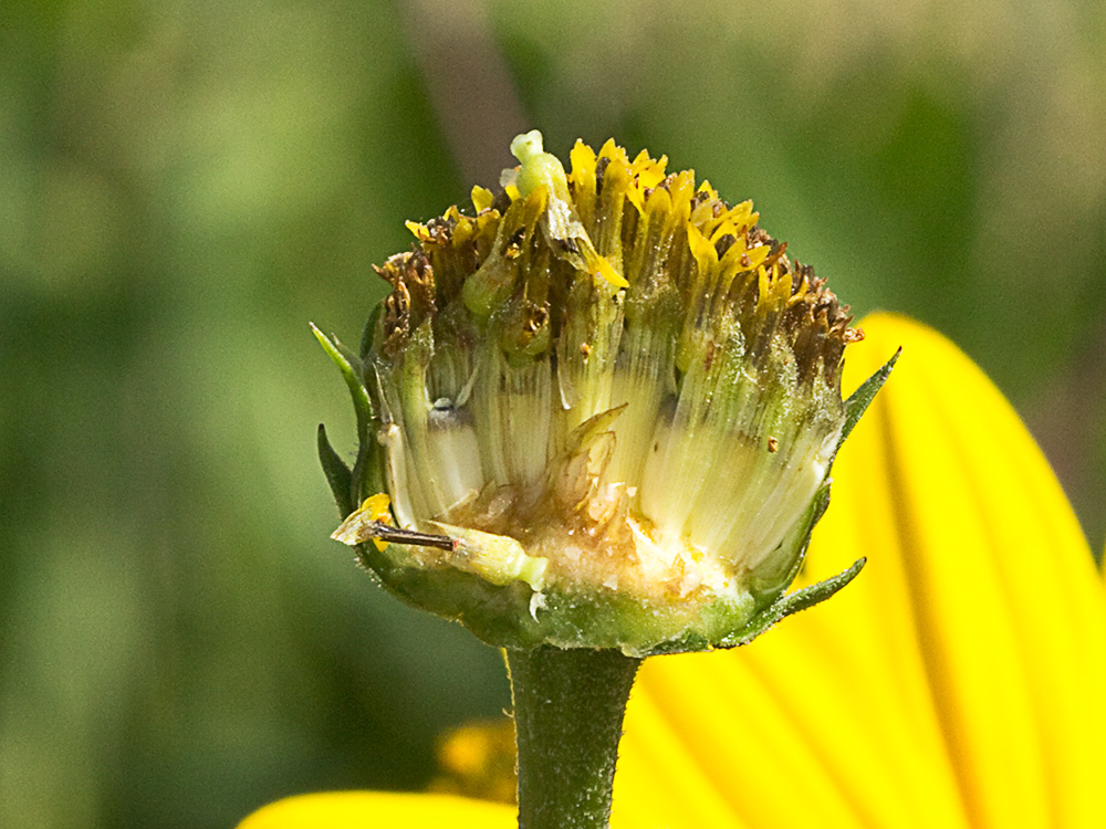 Pirula amarilla, crisantemo amarillo (Helianthus × laetiflorus)