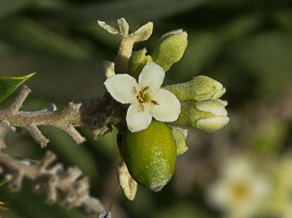Flor y fruto del torvisco (Daphne gnidium)