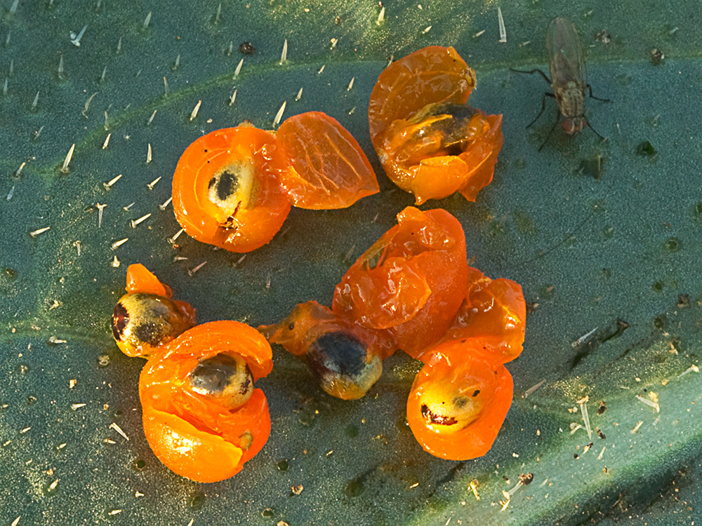 Frutos y semillas de torvisco (Daphne gnidium)