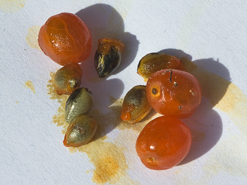 Frutos y semillas  de torvisco (Daphne gnidium)