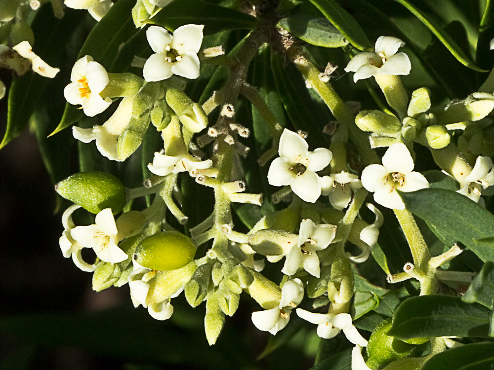 Flores de torvisco (Daphne gnidium)