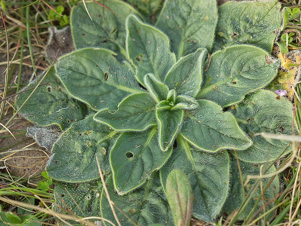 Viborera (Echium plantagineum)