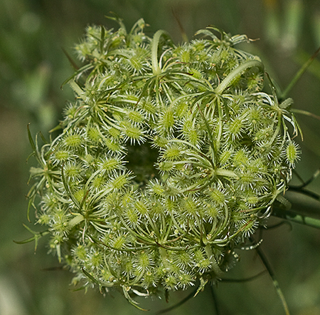 Umbela de la zanahoria silvestre (Daucus carota ssp. carota)