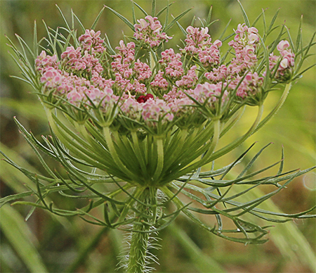Zanahoria silvestre flores (Daucus carota ssp. carota)